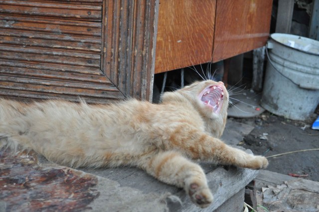 Котовторник 10. 07. 2012