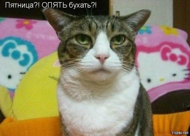 Подборка картинок с котами и про котов