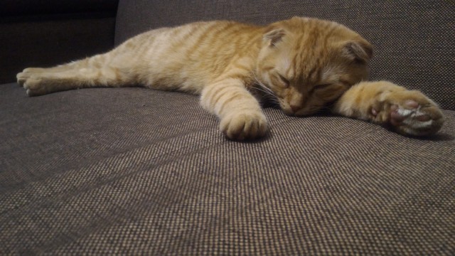 Котовторник 29.01.2019!