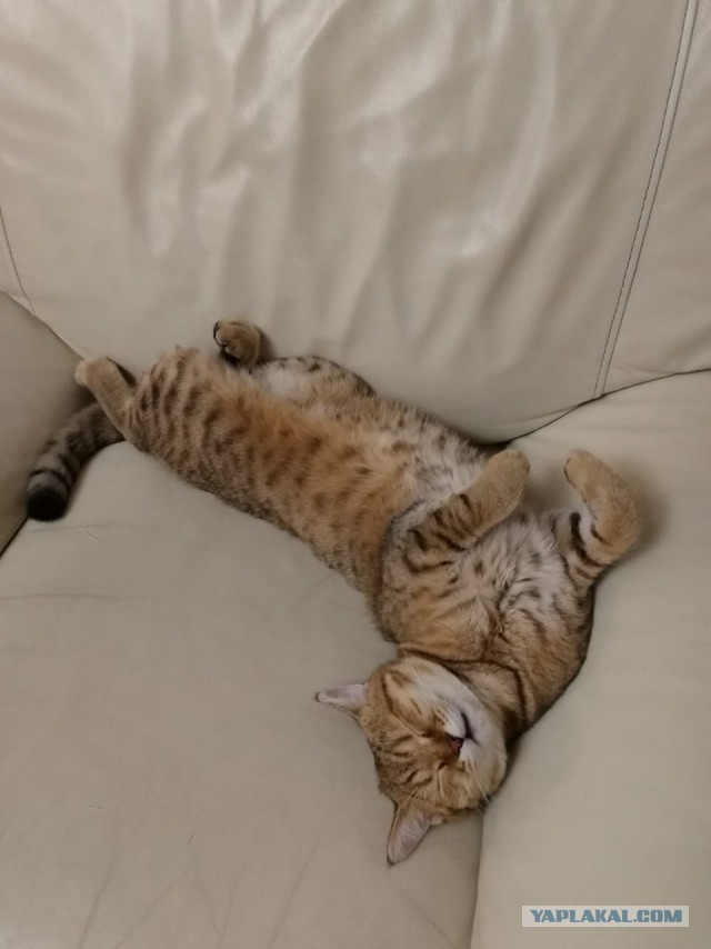 С Днём кошки!