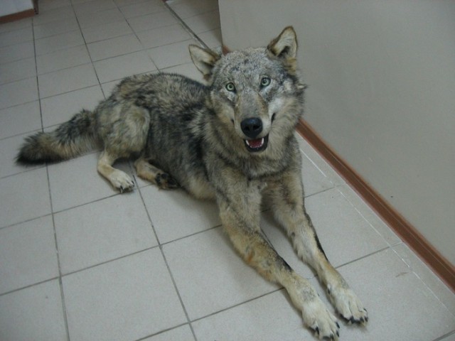 Якутский водитель Белаза подобрал щенка, который с ним прожил 6 месяцев, после чего выяснилось, что это волк