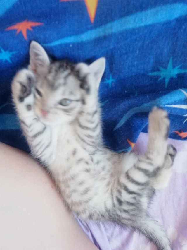 Забавные фото котеек