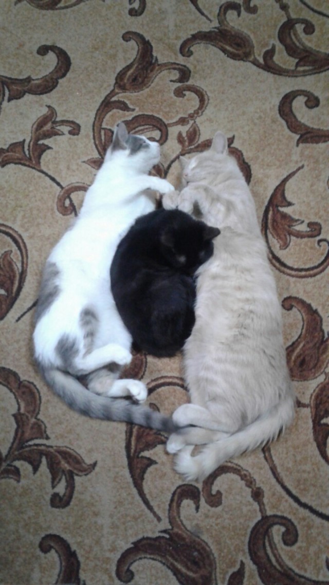 Забавные фото котеек