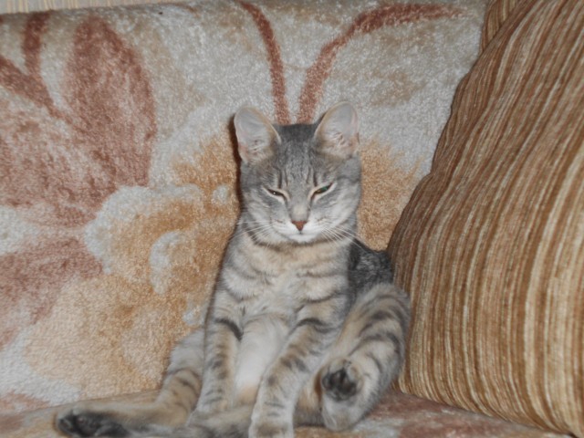 Забавные фото котеек