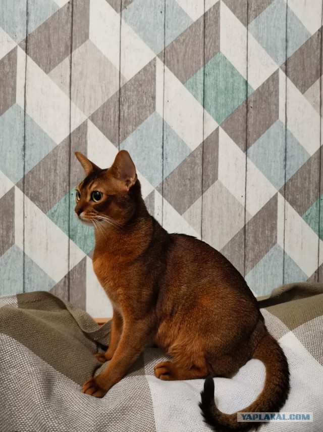 Котовторник 28.01.2020
