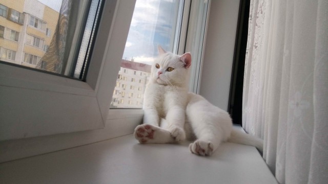 Котовторник. Знакомьтесь, Мася