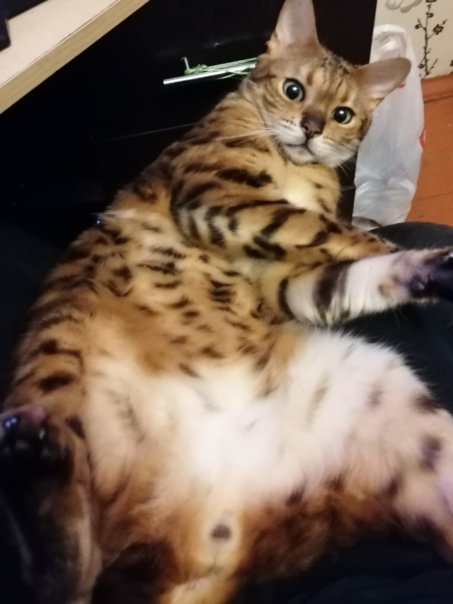 Моя красотка