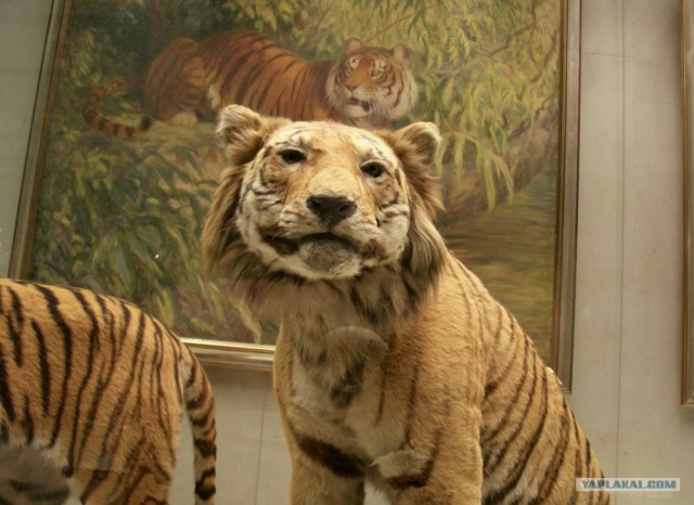 Таксидермия + наркомания