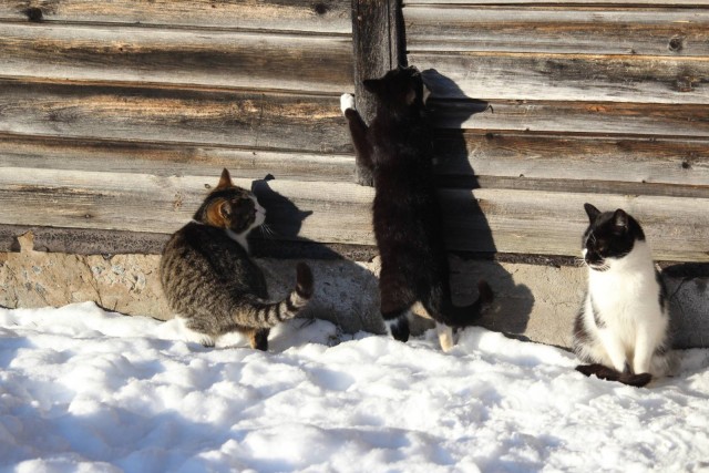 Котовторнику быть!