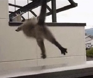 Кот - летяга