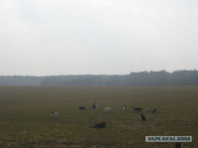 Жизнь домашнего приюта для котеек 335