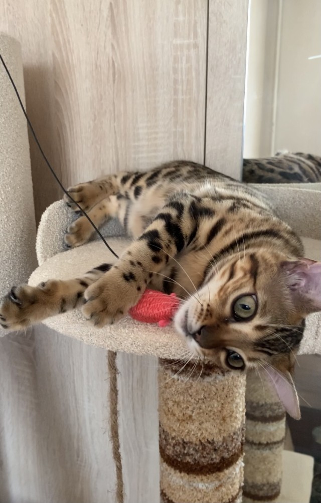 Котовторник же!