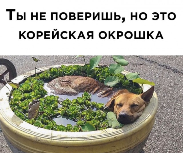 Картинки и мемы для настроения 19.05.2021