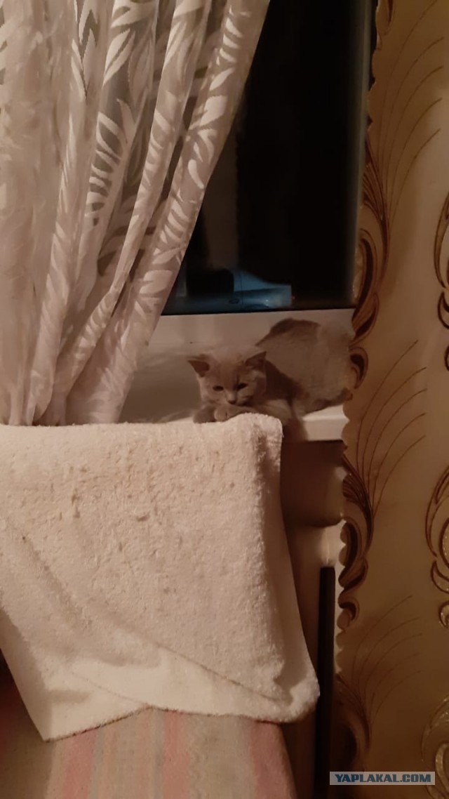 Котовторник