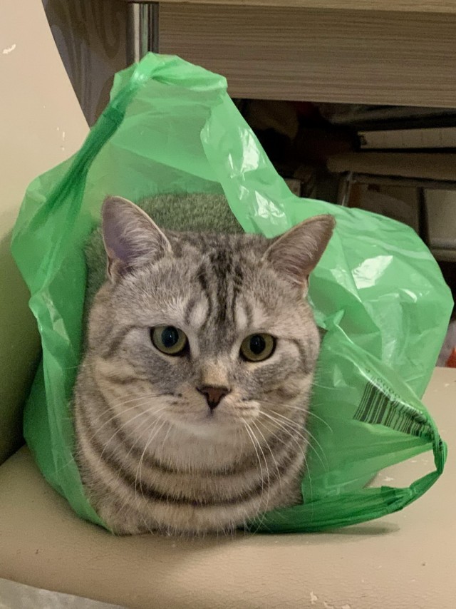 Солнце котовторника уже встало, Господа!