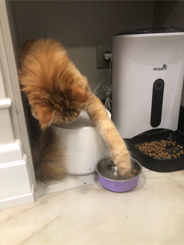 Котовторник 11.01.22