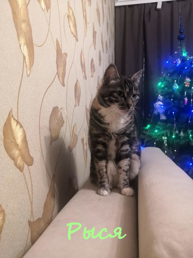 Жизнь домашнего приюта "Котоленд" 321