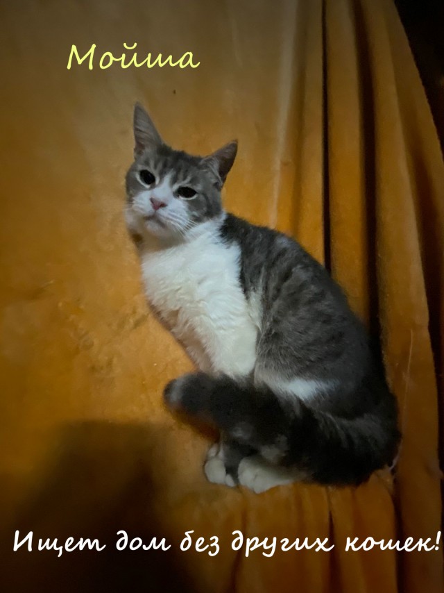 Жизнь домашнего приюта "Котоленд" 324