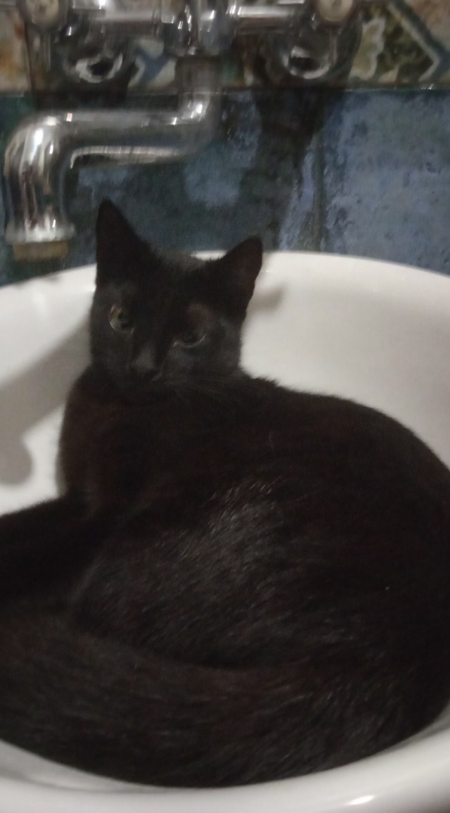 О котах