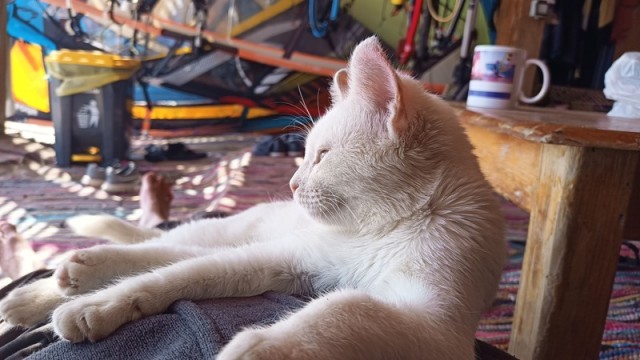 Котовторник