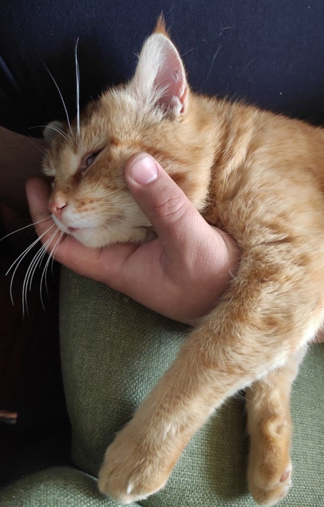 Ну, поехали в котоввторник!