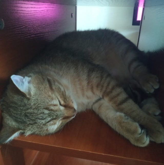 Котовторник