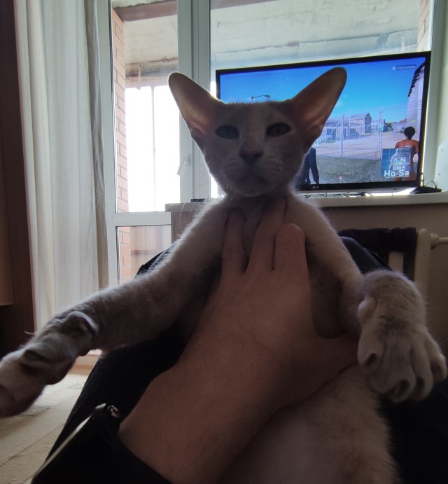 А ваши котейки че счас делают?