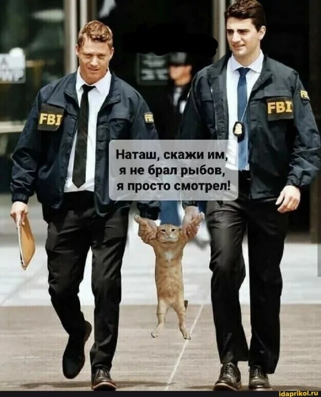 Тюремные коты
