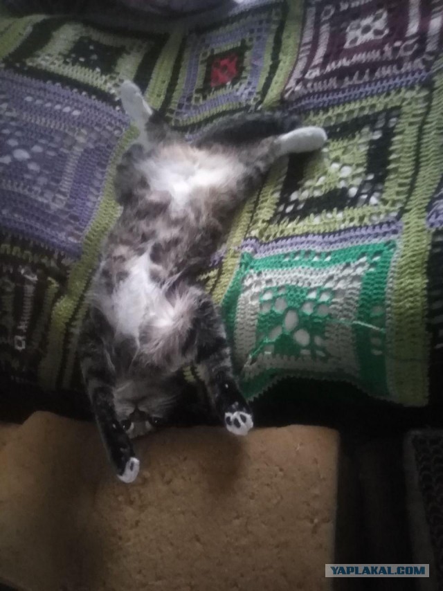Отдали кота