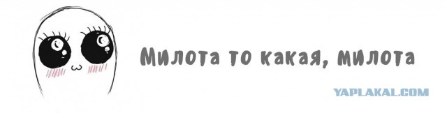 Просыпаться будем? Ну маааам... суббота же!