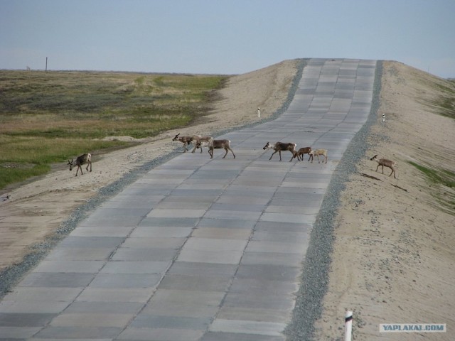 Полярный Урал - 2011