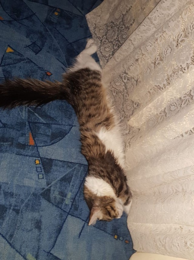 Вторник, ваши коты и кошки в студию