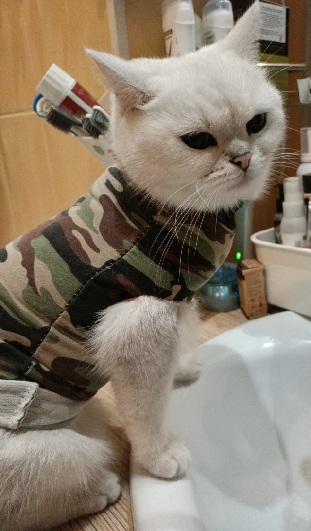 Вторник, ваши коты и кошки в студию