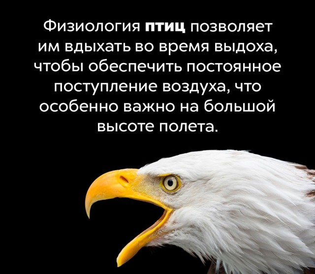 Подборка бесполезных,но интересных фактов.