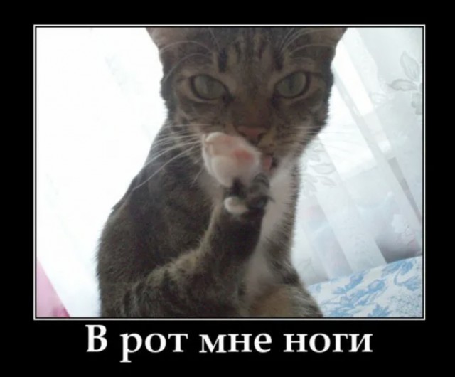 В рот мне телефон