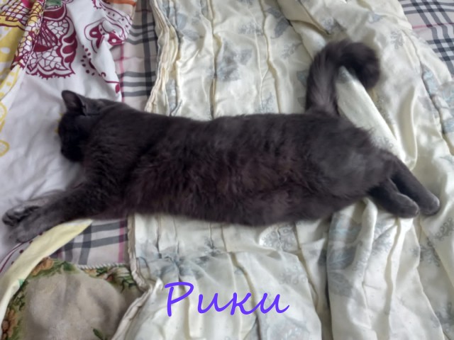 Жизнь домашнего приюта "Котоленд" 374
