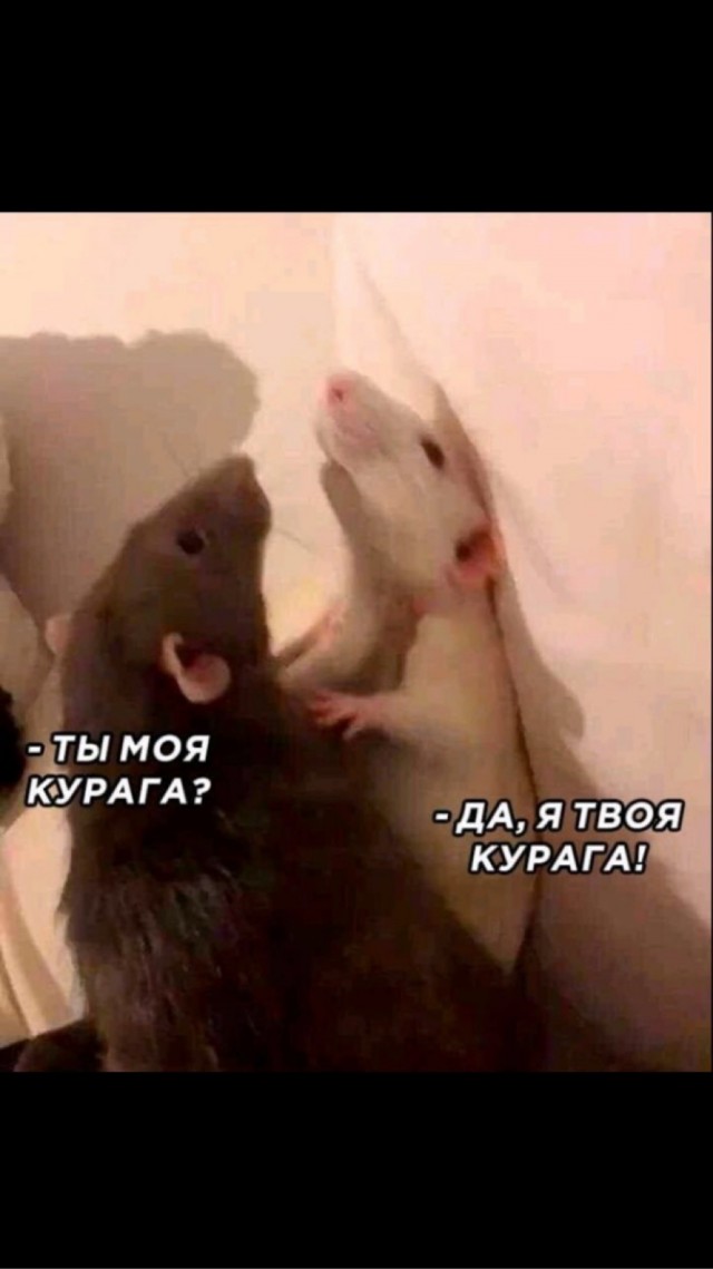 Что позволяет эта МИЛФ