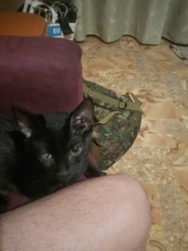 Хоть и не котовторник...