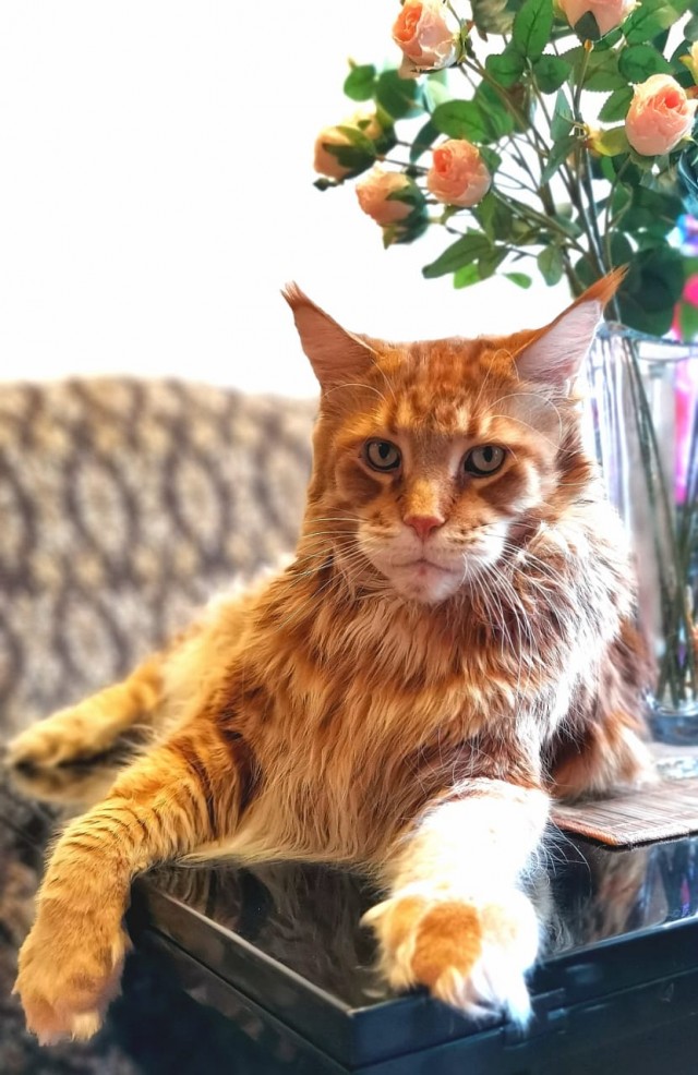 Всех с котовторником