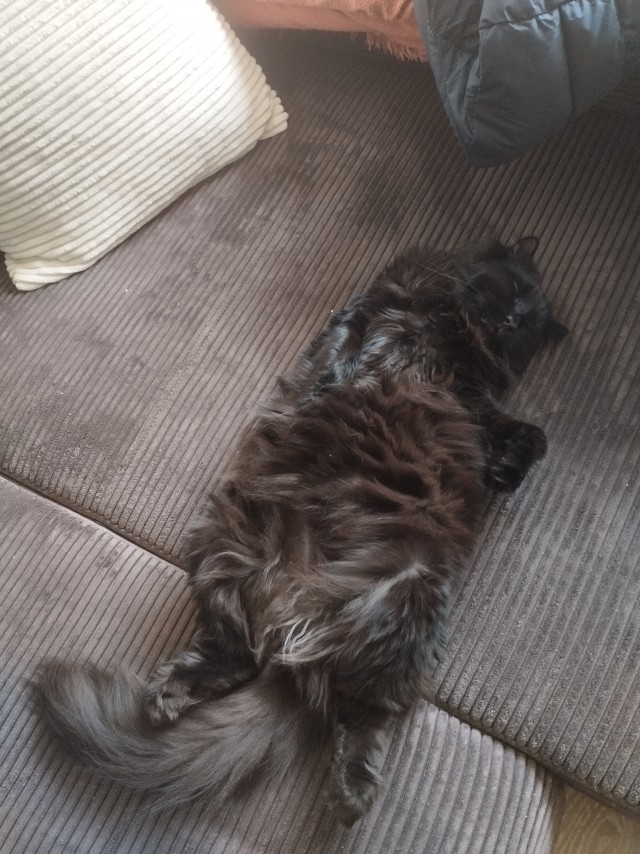 Мой котяра