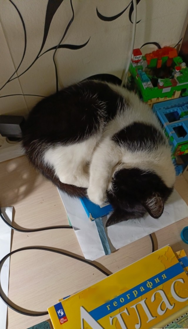 Спящие коты - это что-то с чем-то