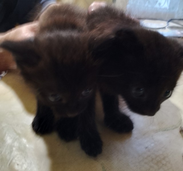 Принимайте в клуб! Котовторник же