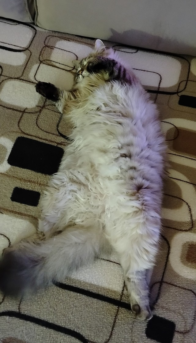 Извините,  что не во вторник, но у меня кот преисполнился!