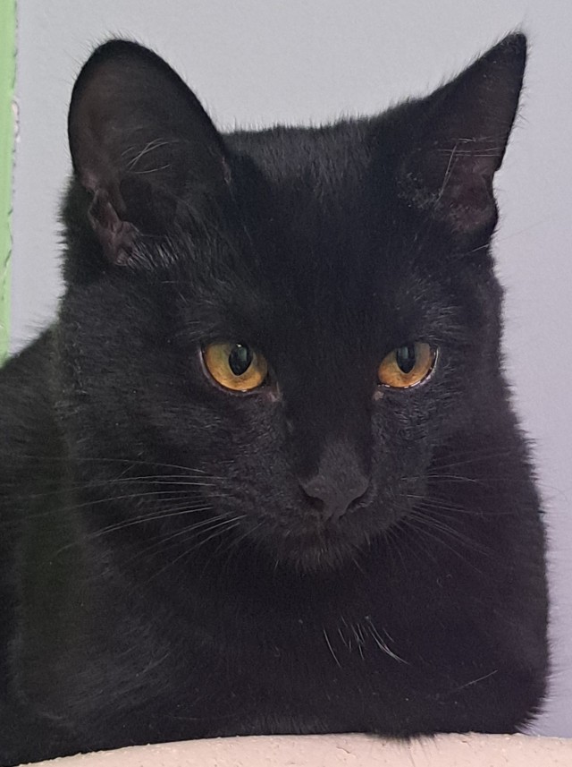 Котовторник 31.12.2024. Последний котовторник года