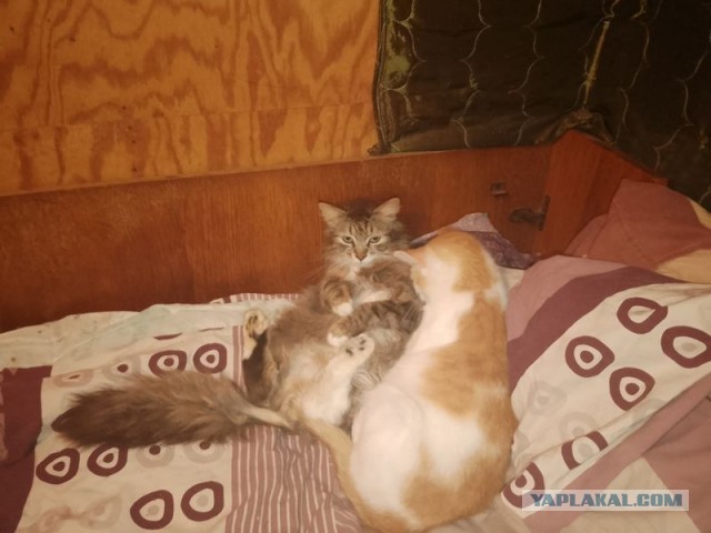 Жизнь домашнего приюта для котеек 541