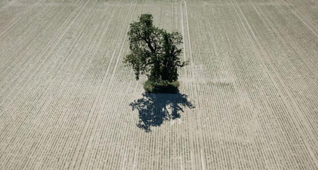 Ученые предупредили, что прошлогодняя жара года может стать нормой на ближайшие пять лет