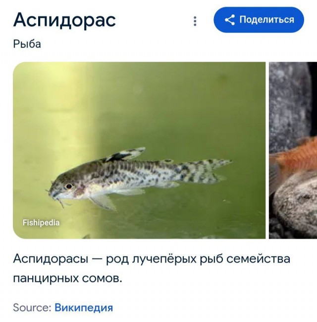 В сети найдена рыба, которую можно отправлять во время важных переговоров