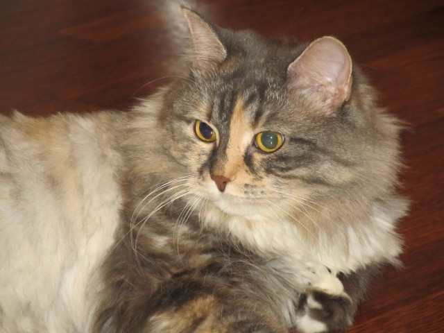 Котовторник 25.06.2013