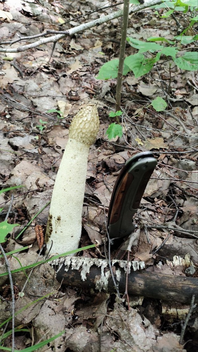 Грибной поход . День второй