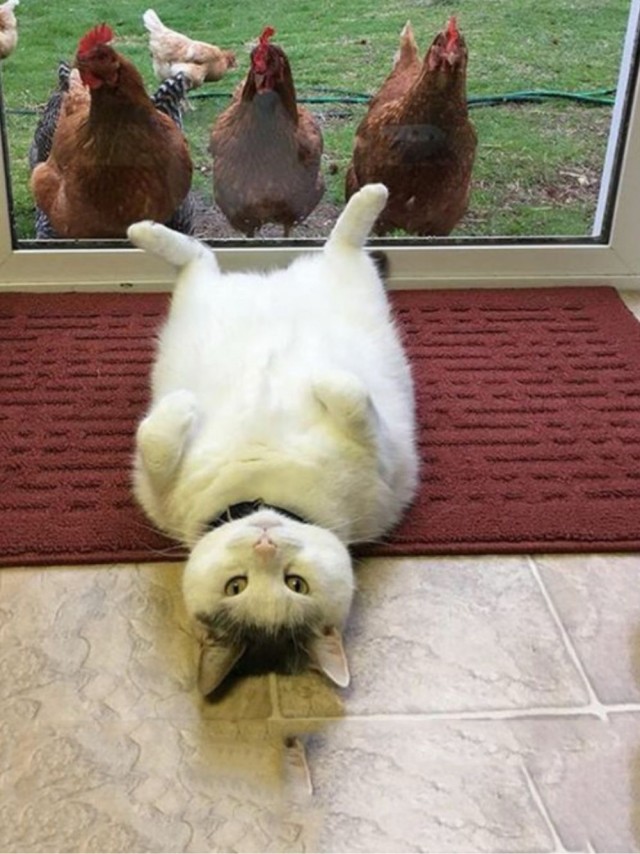 Так всякие картинки